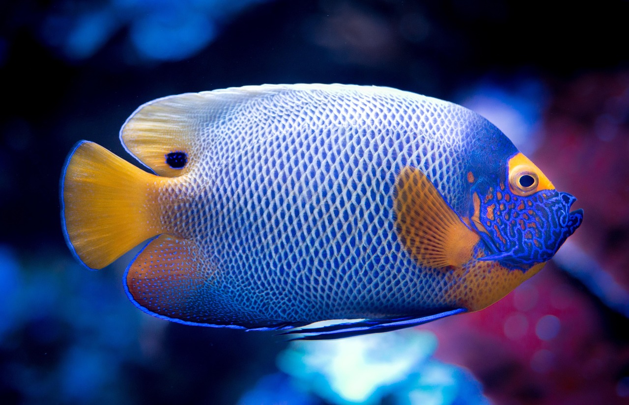 Fishing God Malaysia Free Credit No Deposit 2026 Guide